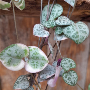 Ceropegia Woodii 'Variegata'